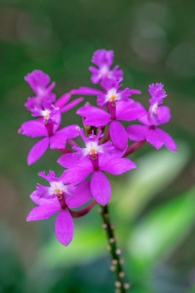 Orchid-Epidendrum